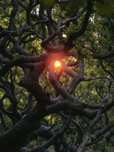Oog van het bos