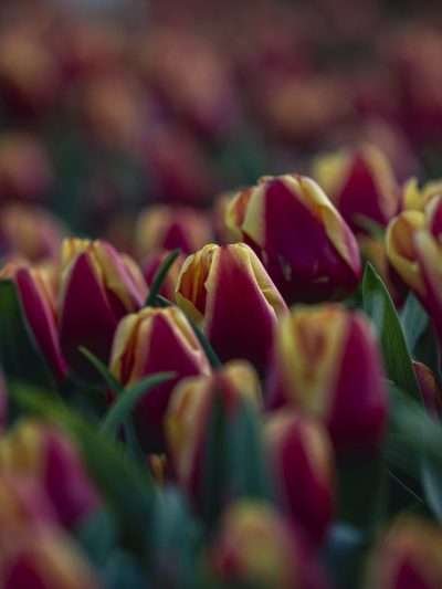 Rood Tulpenveld, Verticaal
