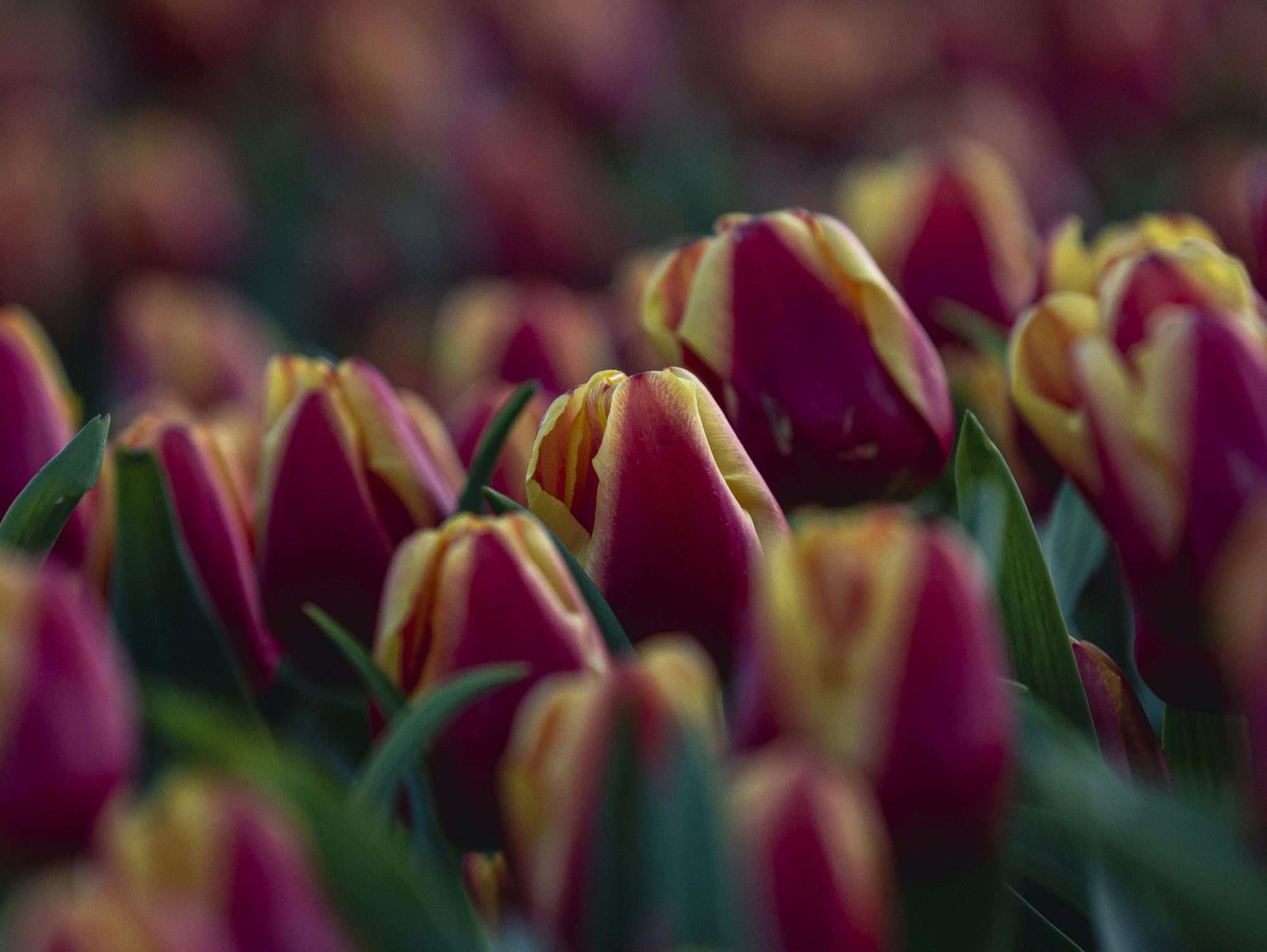 Rood Tulpenveld