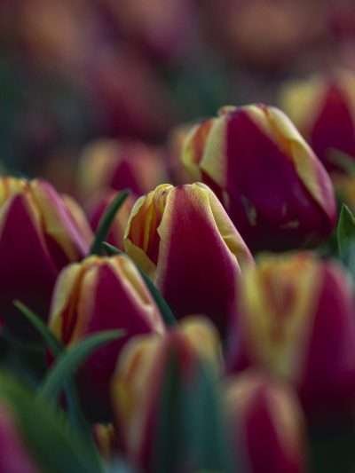 Rood Tulpenveld