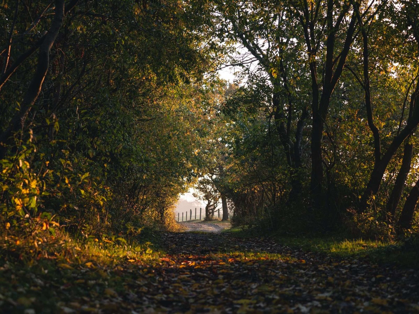 Tunnel der Natuur II