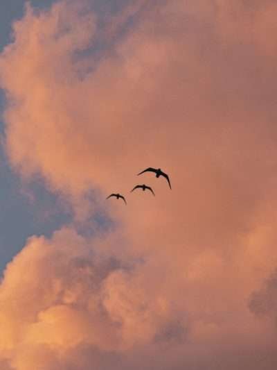 Vogel vrij, Horizontaal