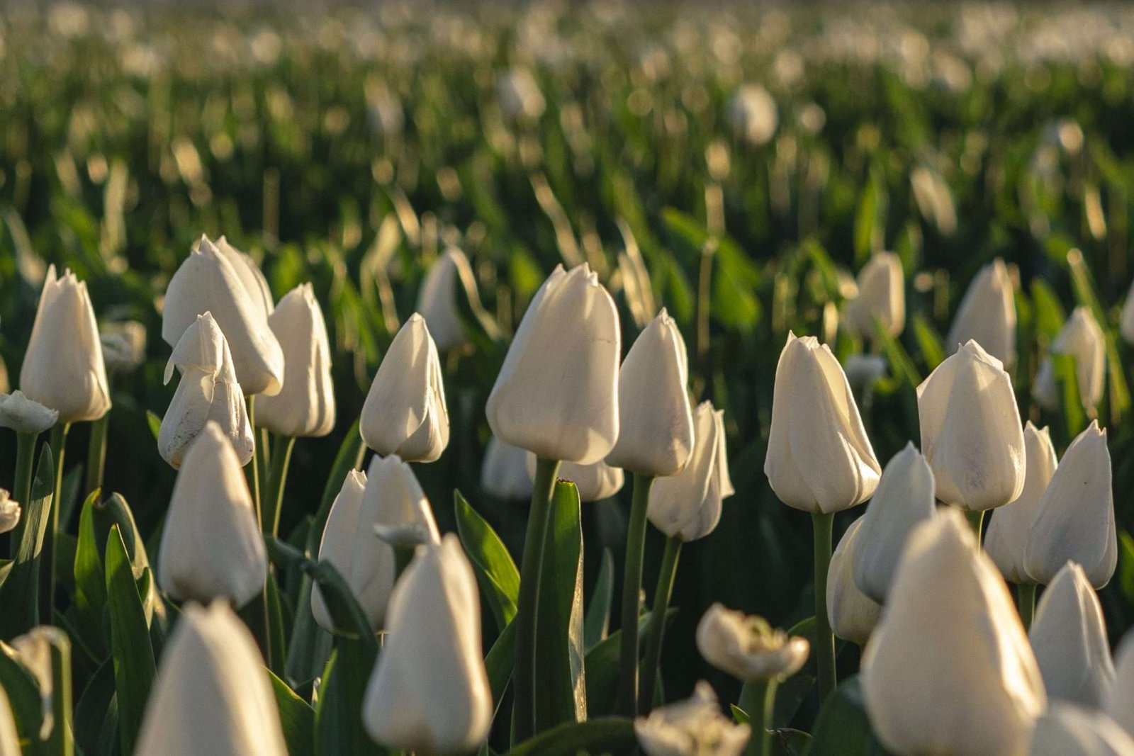 Wit tulpenveld