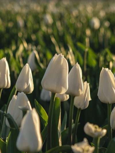 Wit tulpenveld