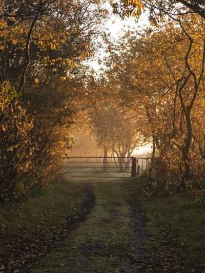 Zonsopkomst tijdens de herfst II